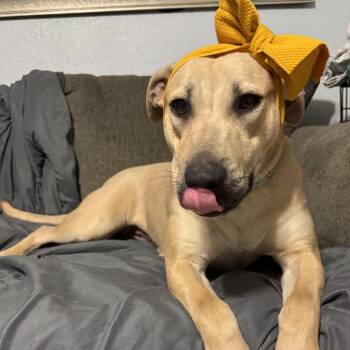 American Staffordshire Terrier and Labrador Retriever Dogs Available for Adoption in Martinez, California - Latte | PetCurious