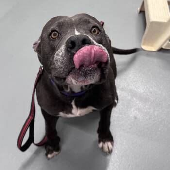 Axel -  Terrier and Mixed Breed Dog for Adoption in Mount Vernon, Indiana - Axel | PetCurious