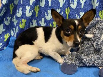 Chihuahua and Mixed Breed Dogs Available for Adoption - MOTO MOTO | PetCurious