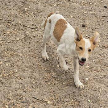 Australian Cattle Dog Blue Heeler Dogs Available for Adoption in Uxbridge, Massachusetts - Ethan | PetCurious
