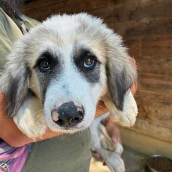 POTOMAC -  Great Pyrenees and Mixed Breed Dog for Adoption in Richmond, California - POTOMAC | PetCurious