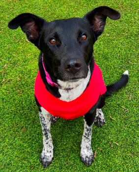 Rescue Mixed Breed Dogs for Adoption in Sandy Springs, Georgia - Izzy | PetCurious