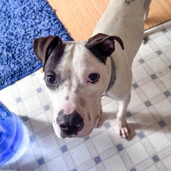 Marty -  Pit Bull Terrier Dog for Adoption in Des Moines, Iowa - Marty | PetCurious