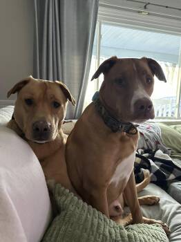 Labrador Retriever Dogs Available for Adoption in Huntingtown, Maryland - Tyson And Romeo - Courtesy Post | PetCurious
