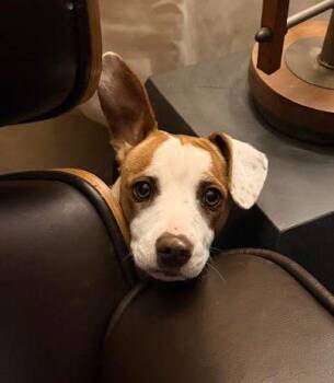 Basenji and Chihuahua Dogs Available for Adoption - Cathy | PetCurious