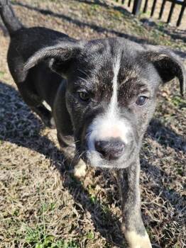 Pit Bull Terrier and Husky Dogs Available for Adoption - Kinsey | PetCurious