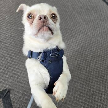 Pug and Chihuahua Dogs Available for Adoption in Charlotte, North Carolina - Oliver | PetCurious