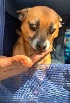 Labrador Retriever Dogs Available for Adoption - Elmer | PetCurious