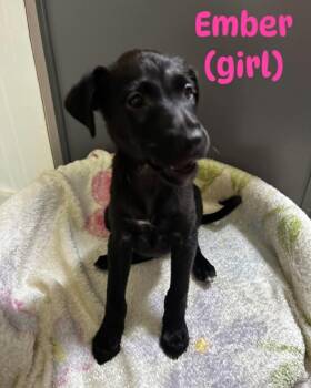 Ember -  Mixed Breed Dog for Adoption in Bossier City, Louisiana - Ember | PetCurious