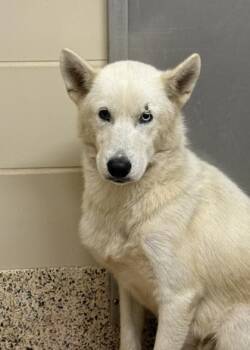Kryos 64283 -  Siberian Husky and Mixed Breed Dog for Adoption in Aiken, South Carolina - Kryos 64283 | PetCurious