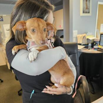 Rescue Chiweenie Dogs for Adoption - Penny | PetCurious