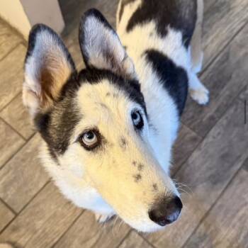 Rescue Siberian Husky Dogs for Adoption in San Diego, California - Serena | PetCurious