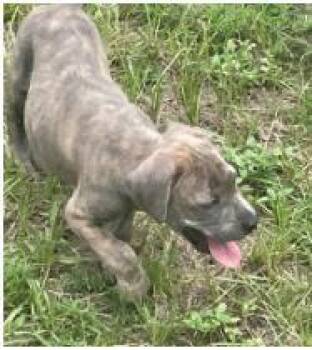 Fabuloso -  Mixed Breed Dog for Adoption in West Chester, Pennsylvania - Fabuloso | PetCurious