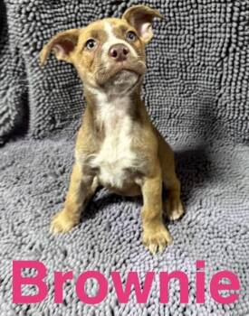 Rescue Mixed Breed Dogs for Adoption in Fountaintown, Indiana - Brownie | PetCurious