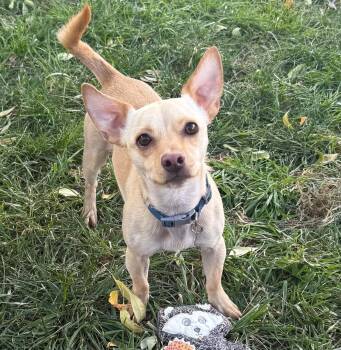 Authentic Lil Mr Apollochi - FUN -  Chihuahua Dog for Adoption in North Valley, New Mexico - Authentic Lil Mr Apollochi - FUN | PetCurious