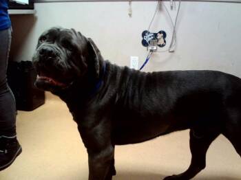 GOLIATH -  Neapolitan Mastiff Dog for Adoption in Martinez, California - GOLIATH | PetCurious