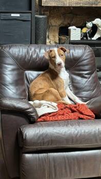 Gouda -  Catahoula Leopard Dog Dog for Adoption - Gouda | PetCurious