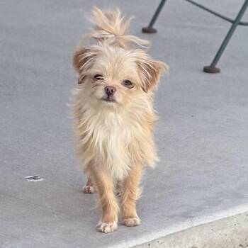Mixed Breed and None Dogs Available for Adoption in Nampa, Idaho - Munchkin | PetCurious