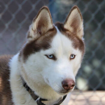 Sierra -  Husky Dog for Adoption in Phoenix, Arizona - Sierra | PetCurious