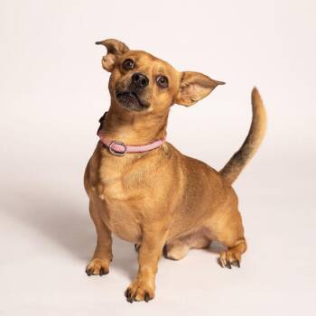 Eddie -  Chihuahua Dog for Adoption in Port Richey, Florida - Eddie | PetCurious