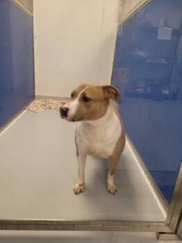 Rescue Pit Bull Terrier Dogs for Adoption in New Kensington, Pennsylvania - Maple | PetCurious