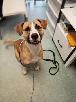 Milo -  Mixed Breed Dog for Adoption in Albany, Georgia - Milo | PetCurious