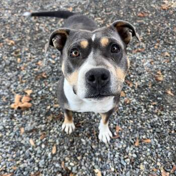 Girly -  American Bully Dog for Adoption in Olympia, Washington - Girly | PetCurious