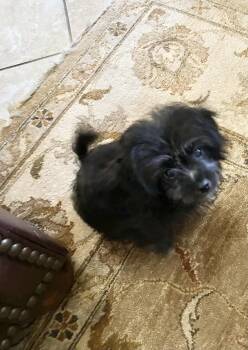 Rescue Spaniel Dogs for Adoption in Richmond, Texas - Sharpie | PetCurious