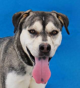 PEEP -  Siberian Husky Dog for Adoption in Pasadena, California - PEEP | PetCurious