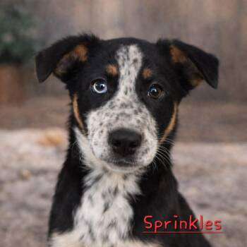 Australian Shepherd Dogs Available for Adoption - Sprinkles | PetCurious