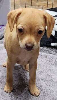 Chihuahua and Dachshund Dogs Available for Adoption - Fable | PetCurious