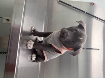 Pit Bull Terrier Dogs Available for Adoption - Lucy Lue 2026-67 | PetCurious