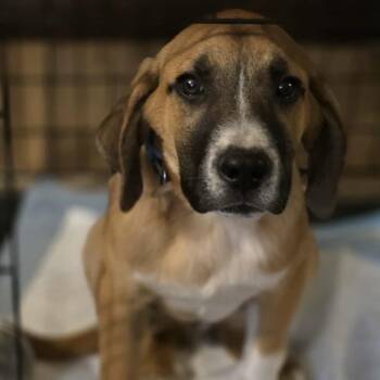 Rescue Boxer Dogs for Adoption in Calera, Alabama - Copper | PetCurious