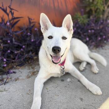 SUMMER -  Husky Dog for Adoption in Pasadena, California - SUMMER | PetCurious