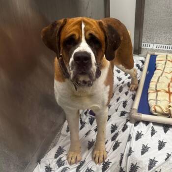 Saint Bernard Dogs Available for Adoption - Molly | PetCurious