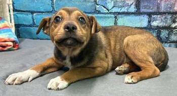 Labrador Retriever and American Bulldog Dogs Available for Adoption in Elmira, New York - Priscilla | PetCurious