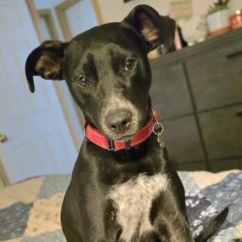 Pit Bull Terrier and Black Labrador Retriever Dogs Available for Adoption in Friendswood, Texas - Dahlia Daisy Flower The MINI Lab | PetCurious