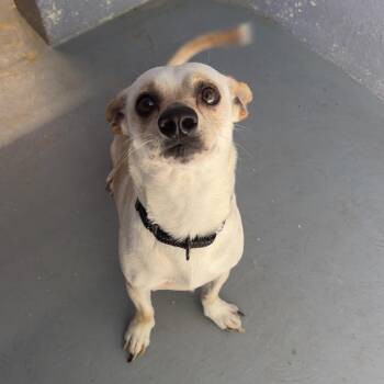 Chihuahua and Mixed Breed Dogs Available for Adoption in Kyle, Texas - BANJO | PetCurious