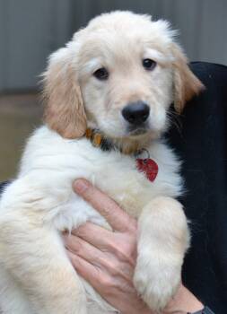 Golden Retriever Dogs Available for Adoption - Tucker | PetCurious