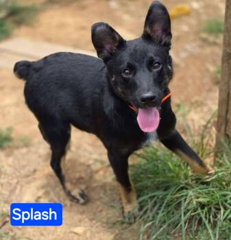 Splash (5mo PUPPY) -  German Shepherd Dog Dog for Adoption in Greeneville, Tennessee - Splash (5mo PUPPY) | PetCurious
