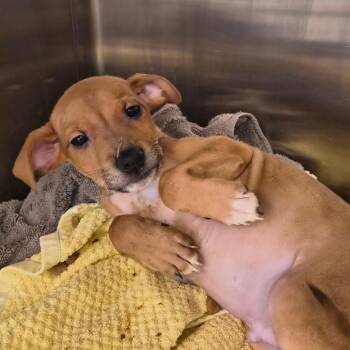 Crunch -  Mixed Breed Dog for Adoption in Bentonville, Arkansas - Crunch | PetCurious
