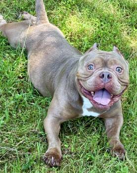 Pork Chop -  Pit Bull Terrier Dog for Adoption in Cranford, New Jersey - Pork Chop | PetCurious
