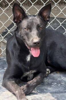 Rescue Shepherd Dogs for Adoption in Newburg, Missouri - Glock | PetCurious