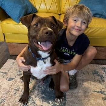Bourbon Baby the Mini Chocolate Sweetheart -  Chocolate Labrador Retriever and Pit Bull Terrier Dog for Adoption in Friendswood, Texas - Bourbon Baby The Mini Chocolate Sweetheart | PetCurious