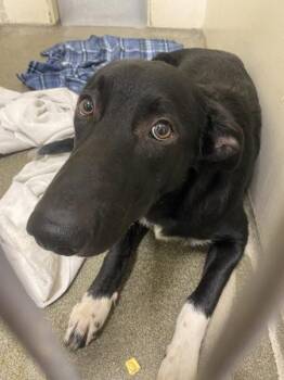 Barrett -  German Shepherd Dog Dog for Adoption in Vancouver, Washington - Barrett | PetCurious