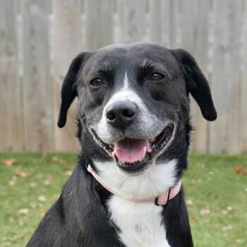 Rescue Mixed Breed Dogs for Adoption in Hilliard, Ohio - Spikey | PetCurious