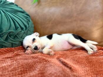 Peanut Baseball -  Chihuahua and Terrier Dog for Adoption in Friendswood, Texas - Peanut Baseball | PetCurious