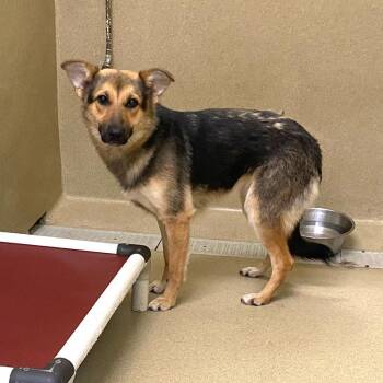 Remi -  Shepherd Dog for Adoption in Monroe, Georgia - Remi | PetCurious