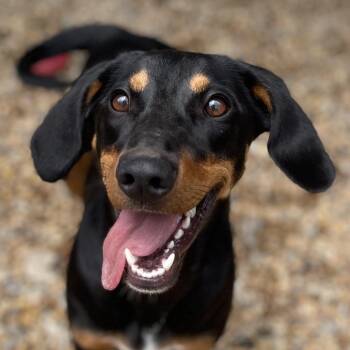 Mixed Breed and Hound Dogs Available for Adoption in Blairsville, Georgia - Charlie | PetCurious