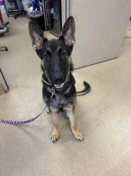 Spike -  German Shepherd Dog and Mixed Breed Dog for Adoption in Farmers Branch, Texas - Spike | PetCurious